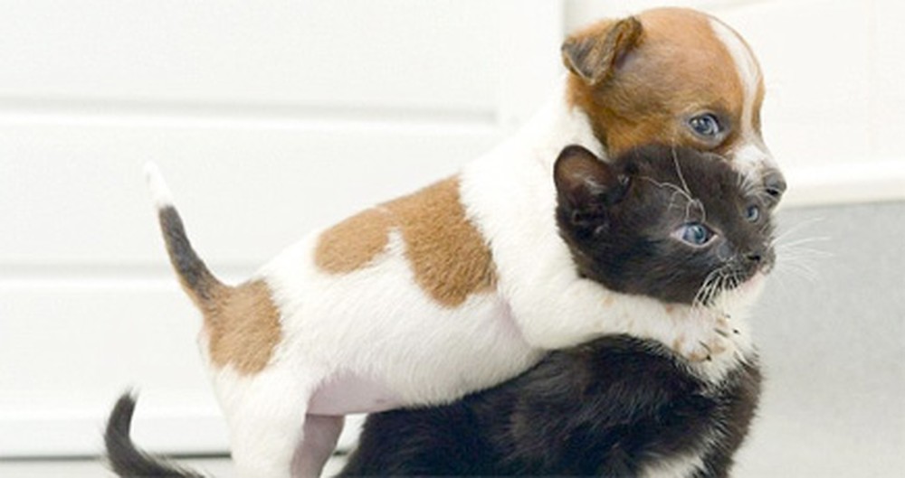 An Orphaned Puppy and Kitten Know the Secret of Brotherly Love.