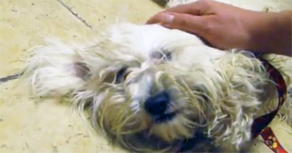 Meet the Scared Dog That Only Wanted a Hug