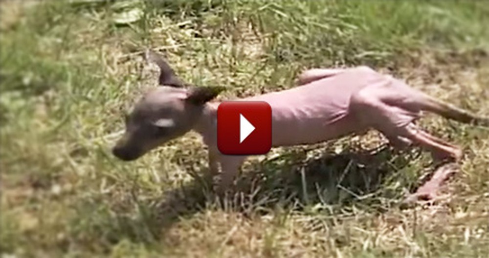 An 8 Day-Old Baby Kangaroo Was Abandoned - Until This Guy Showed Up