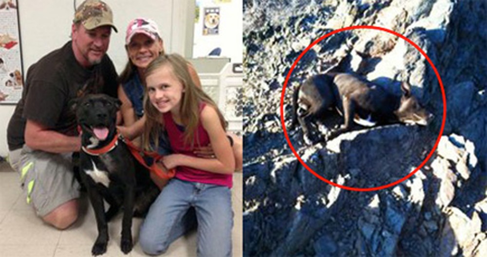 A Dog Shot and Left in the Mountains to Die was Carried Home by an Angel.