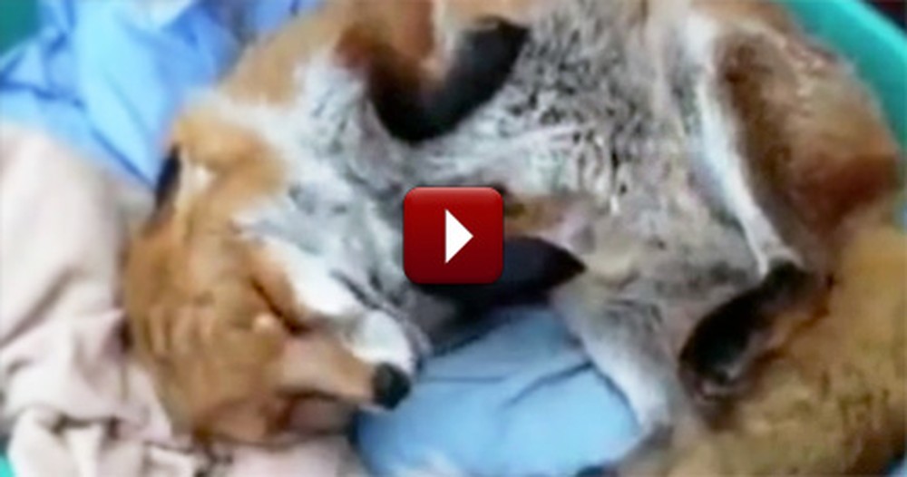 After Being Rescued, a Sweet Fox Shows Her Saviors Amazing Gratitude
