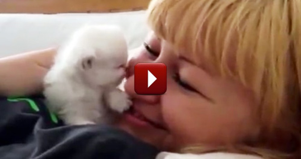 A Fuzzy Little Kitten Gives Her Owner Sweet Kisses