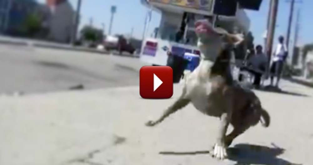 A Dangerous Dog Rescue Has the Happiest Ending You Could Ever Imagine