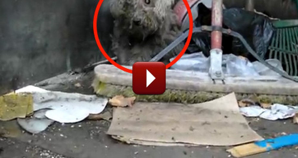 Blind Dog Living in a Trash Pile Gets Rescued