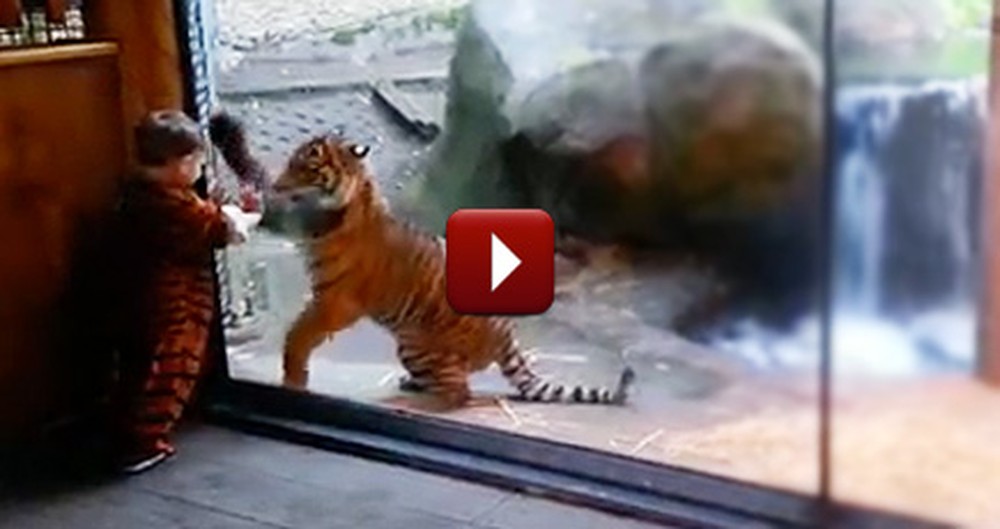 Tiger Cub and Little Boy Play at the Zoo - It's the Cutest Thing