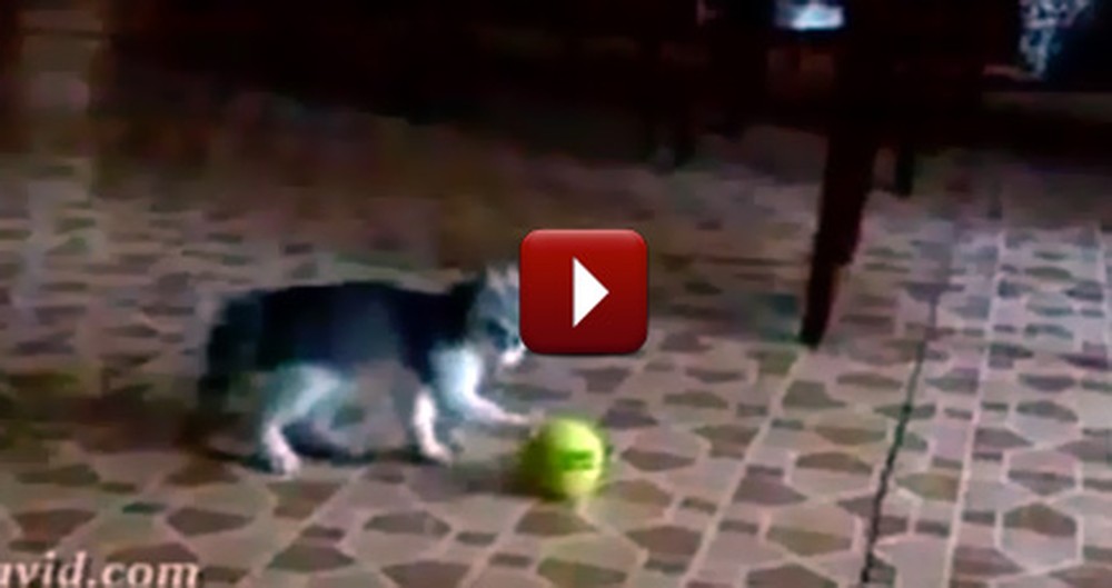 You Thought You Knew What Cute Was, But Just Watch This Hilarious Kitten Video