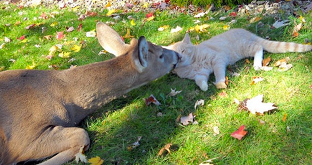 Two of God's Incredible Creatures Bond Every Morning - So Touching