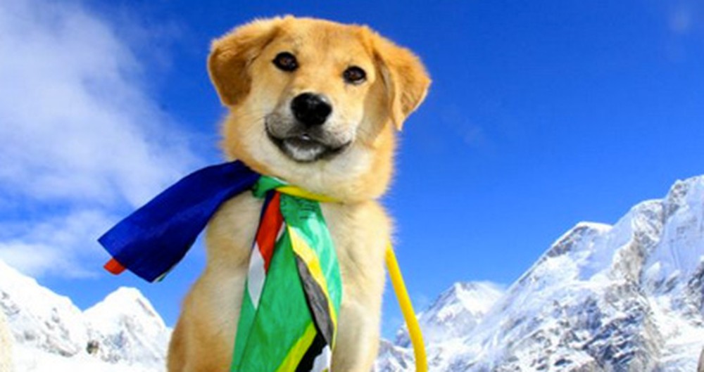 Rescued Pup Climbs Mount Everest in Hopes of Finding Homes for Abandoned Dogs