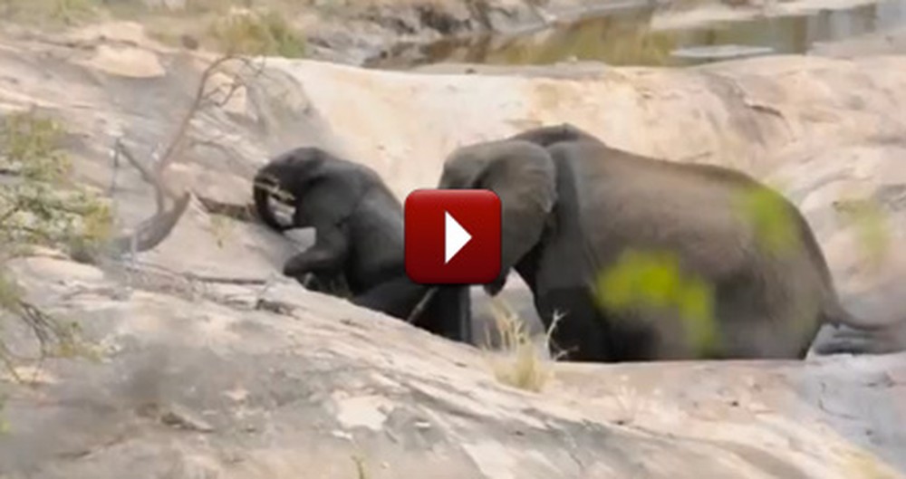 Mommy Elephant Rescues her Baby Stuck in a Pit