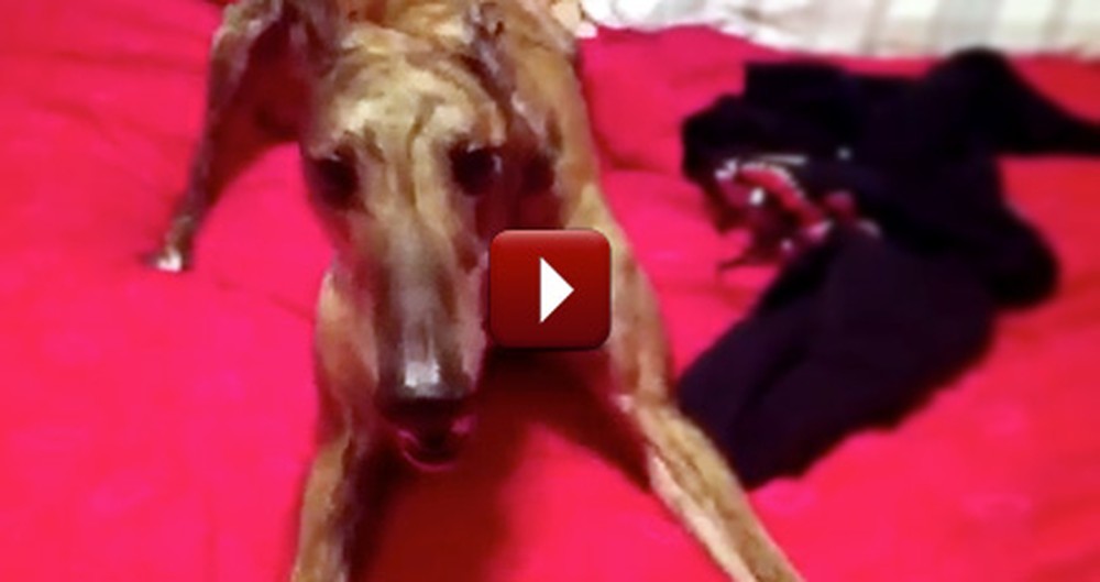 When This Dog Gets Excited, He Does the Cutest Thing - So Sweet