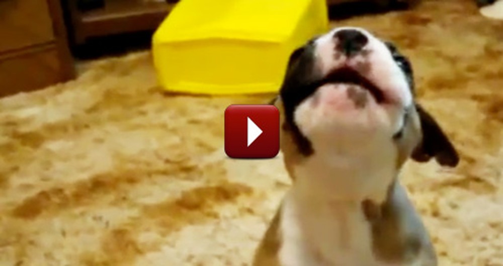 Watch These Puppies Learn How to Howl - It's the Cutest Thing