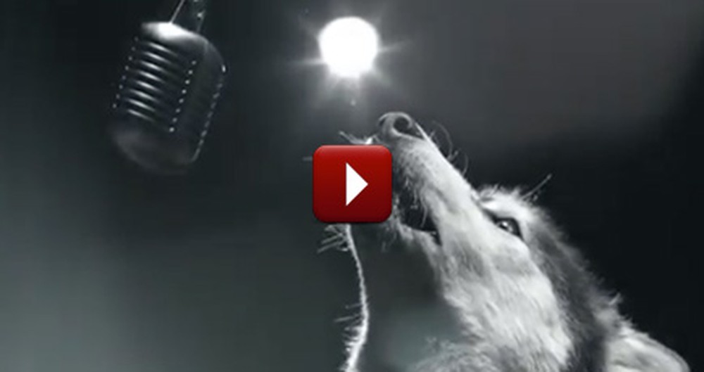 See Why These Dogs Are Singing... It's Way More Important Than You Think