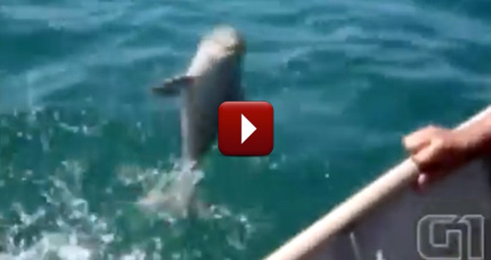 Fisherman Rescue a Baby Dolphin in Need... and Get the Most Wonderful Thank You