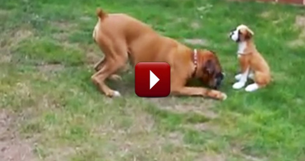 Hilarious Doggie Plays With the Funniest Thing - You'll Laugh So Hard