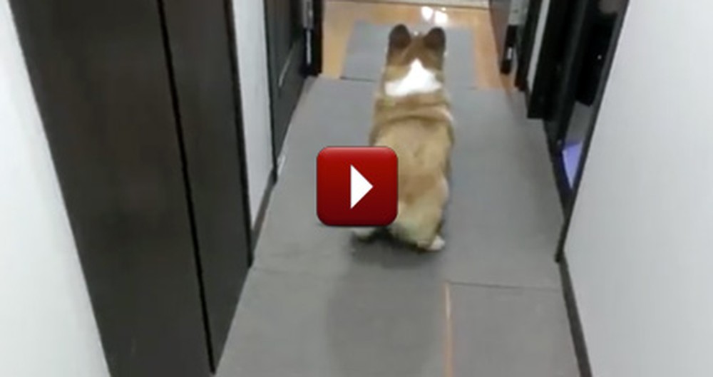 Fall in Love with Fluffy-Butt the Corgi - What a Cute Little Dance!