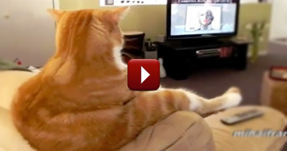 These Funny Cats Think They're People ... the Result is Hilarious