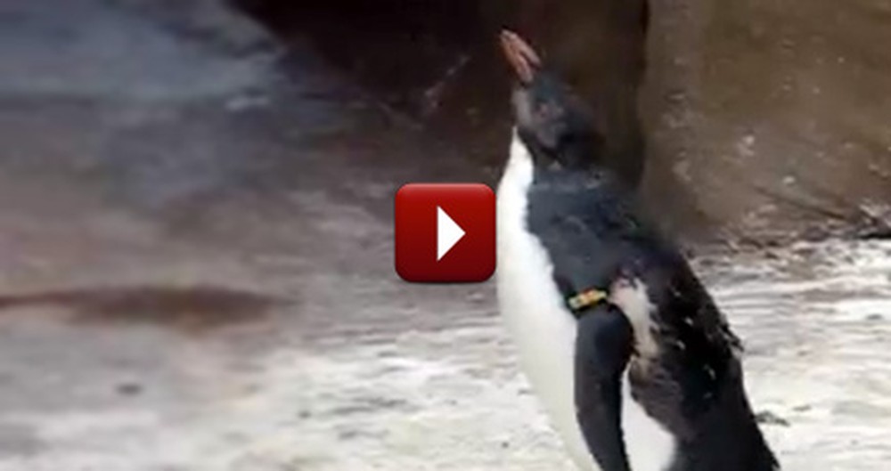 A Little Penguin Spots a Butterfly - Then the Cutest Thing Happened