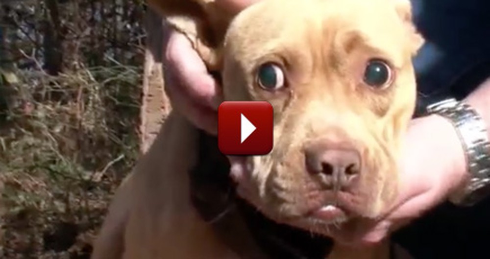 Countless Dogs Were Subjected to Daily Torture, Until This Epic Rescue