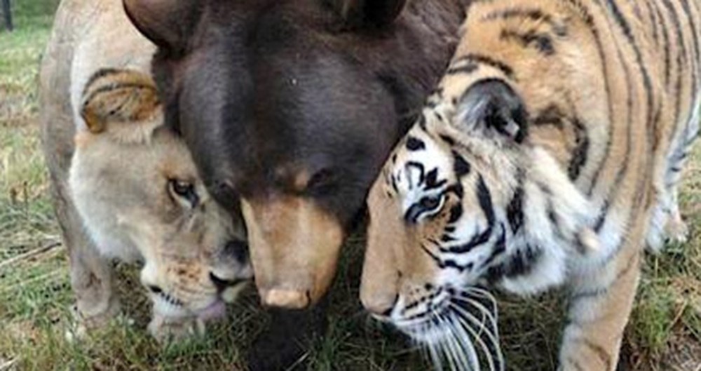 Lions, Tigers and Bears... Oh MY! These Three Creatures of God Found Family in Each Other.