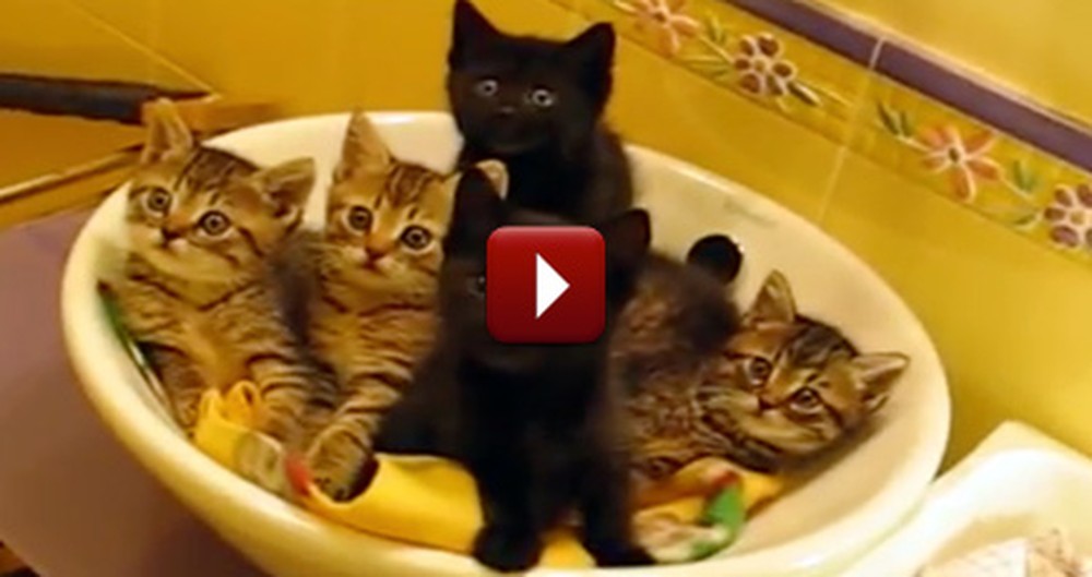 Five Synchronized Kitties Are the Cutest Thing You'll See Today
