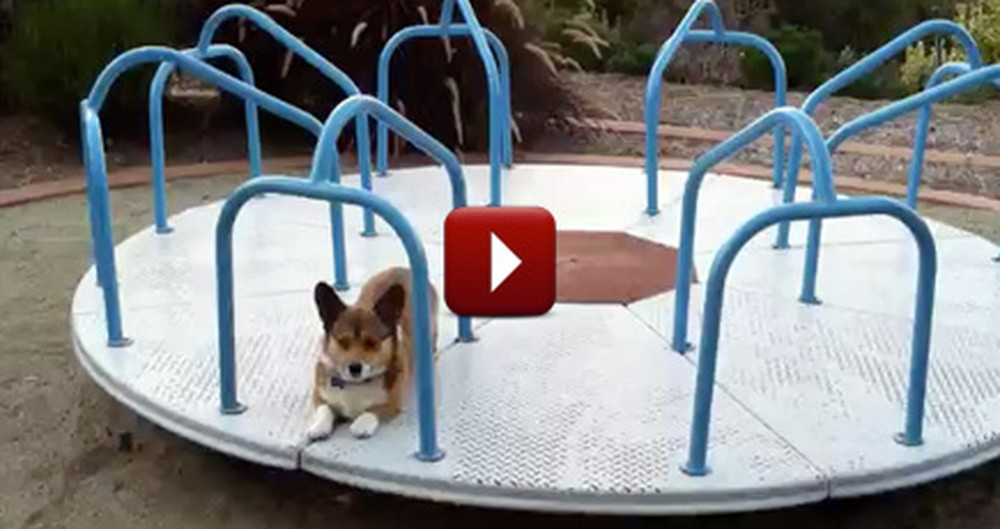What The World's Happiest Dog Does for Fun is So Silly