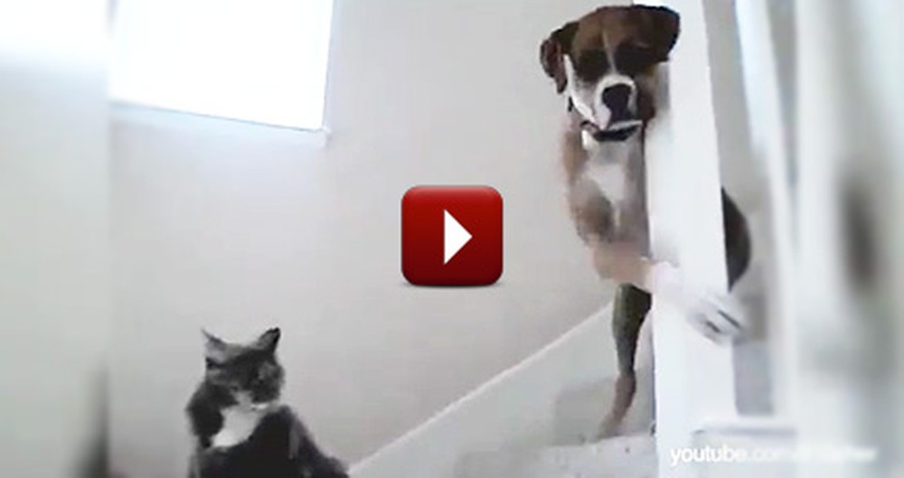 The Epic Struggle Between Dogs and Cats Continues - Watch the Hilarious Video