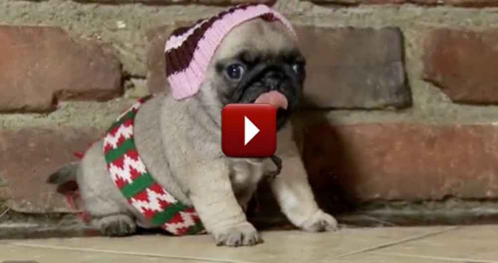 Adorable Pugs Act Out a Classic Christmas Movie... and It's Awesome