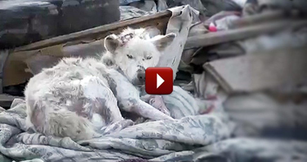 A Dying Dog in a Trash Pile is Found - Watch the Tear-Jerking Ending