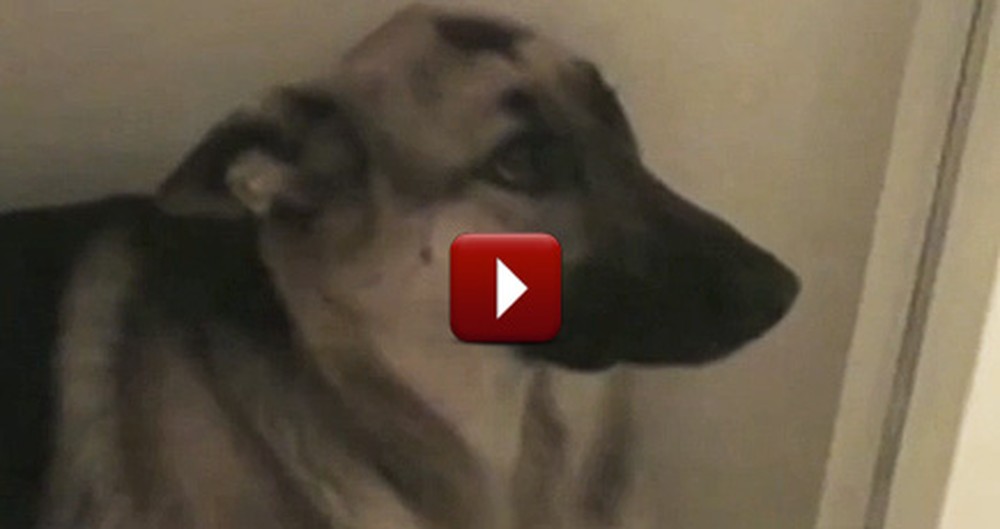 The Top 10 Guiltiest Dogs on the Internet