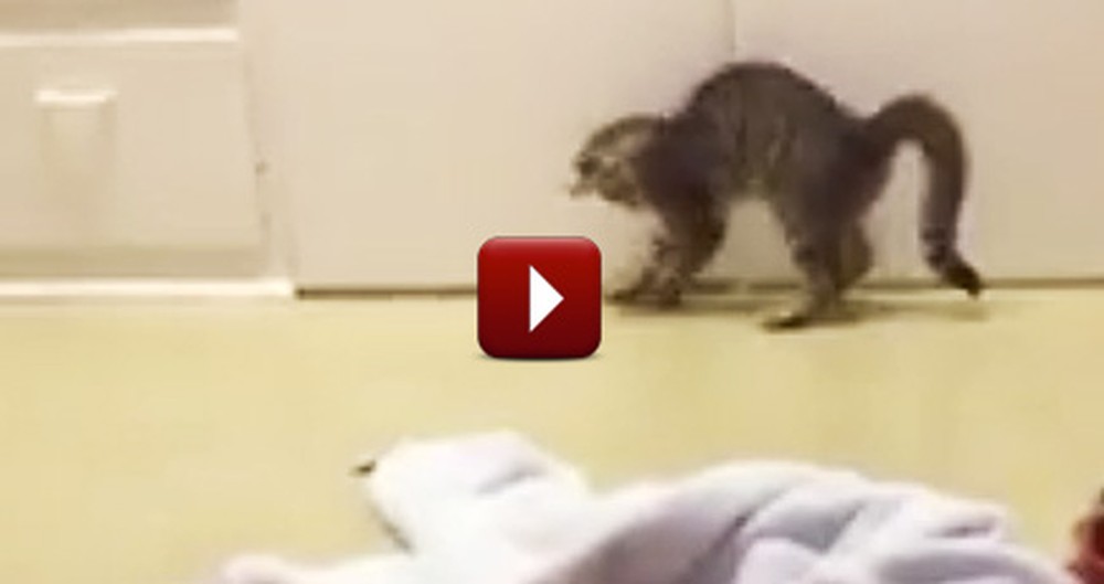 Hilarious Kitten Discovers His Own Shadow and Does the Funniest Thing