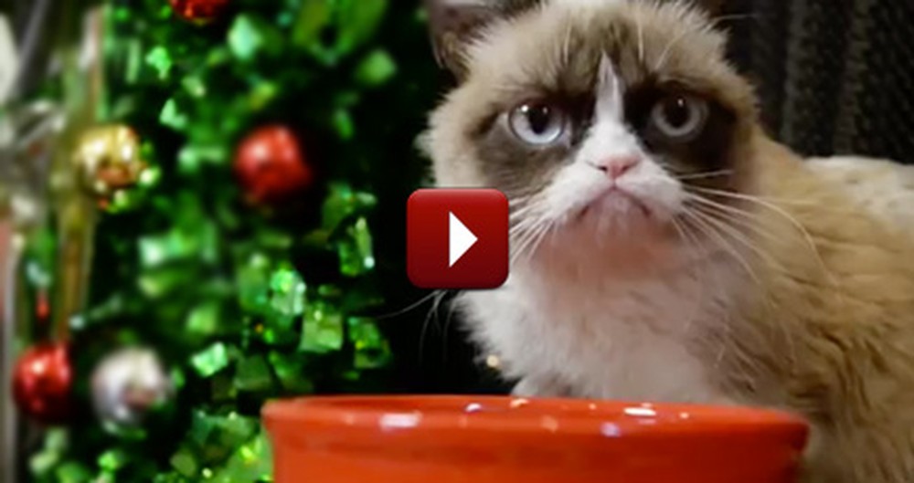 Even Famous Internet Cats Celebrate Christmas - and It's Adorable