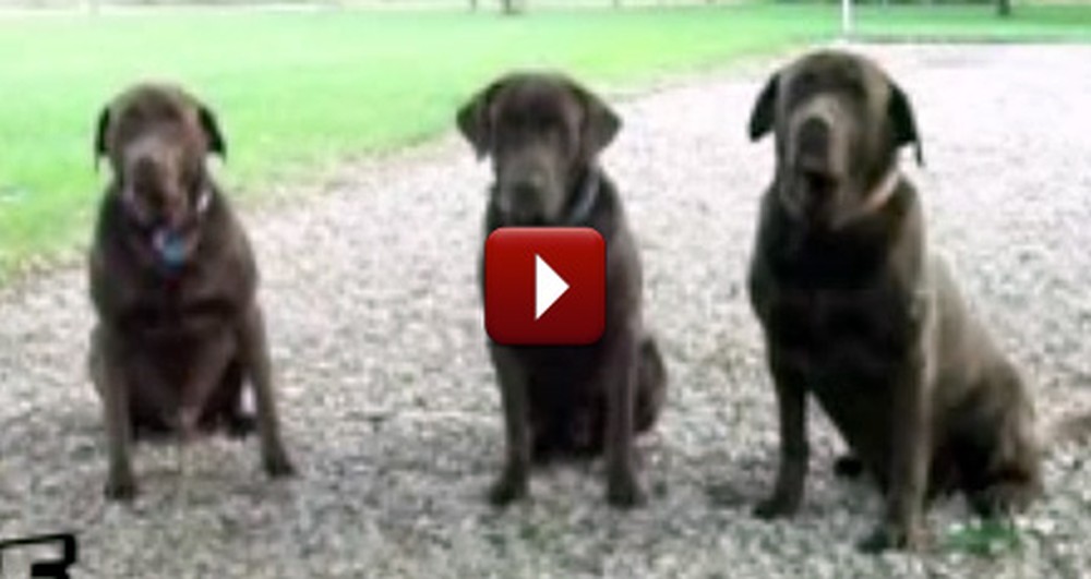 Patient Puppies Say Grace Before Their Meal - So Funny