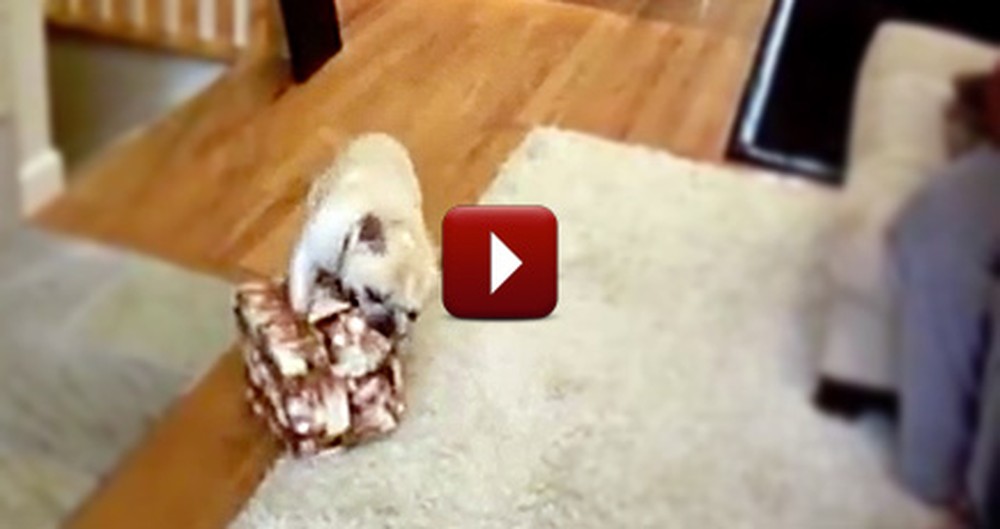 This is Proof Dogs Love Opening Christmas Gifts, Too!