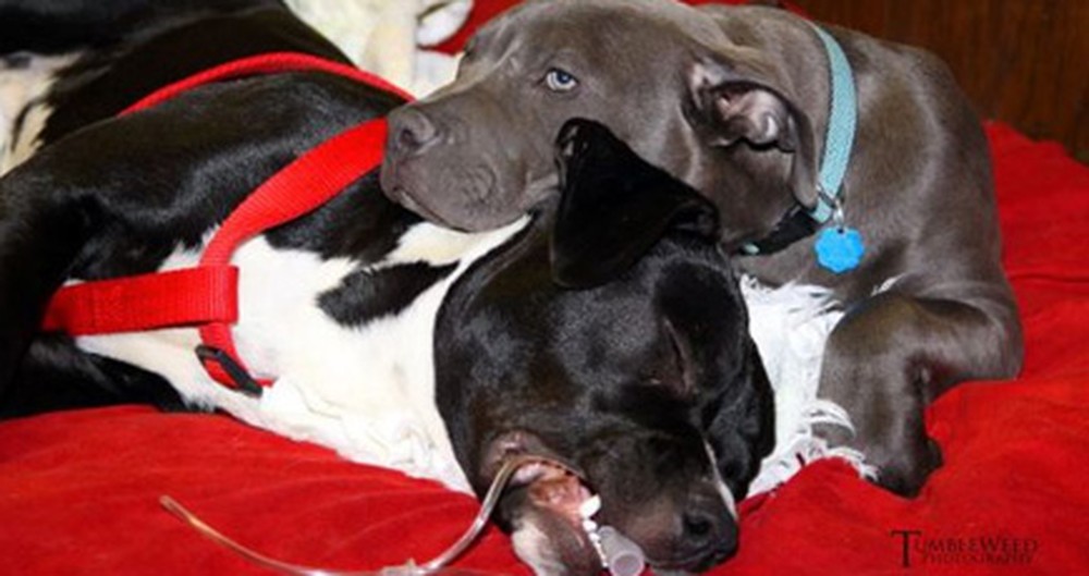Pit Bull Puppy Gives Other Dogs Incredible Love and Care - a Sight You Need to See