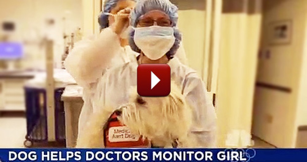 Dog Protects Little Girl From Fatal Allergic Reaction During Surgery