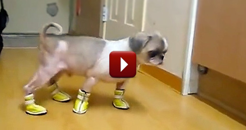 Watching a Compilation of Dogs Wearing Booties is a Hilarious Christmas Gift