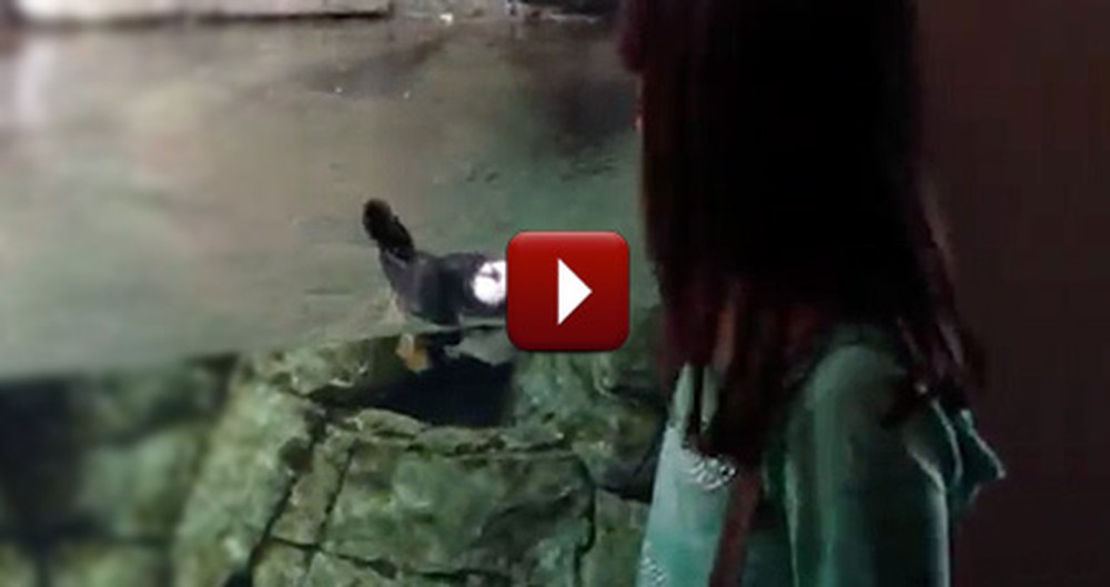 Adorable Puffin Befriends a Little Girl at the Zoo