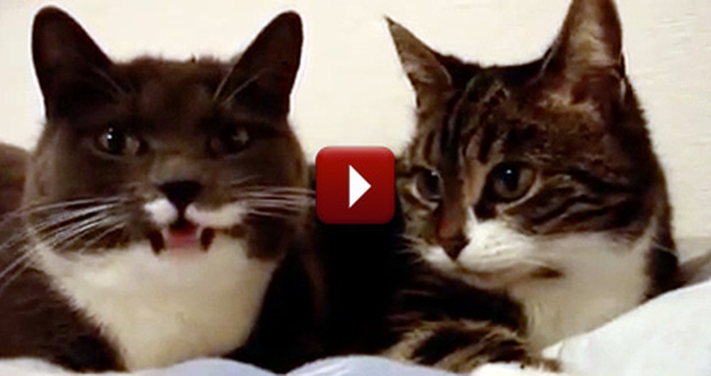 Two Talking Cats Have World's Most Adorable Conversation