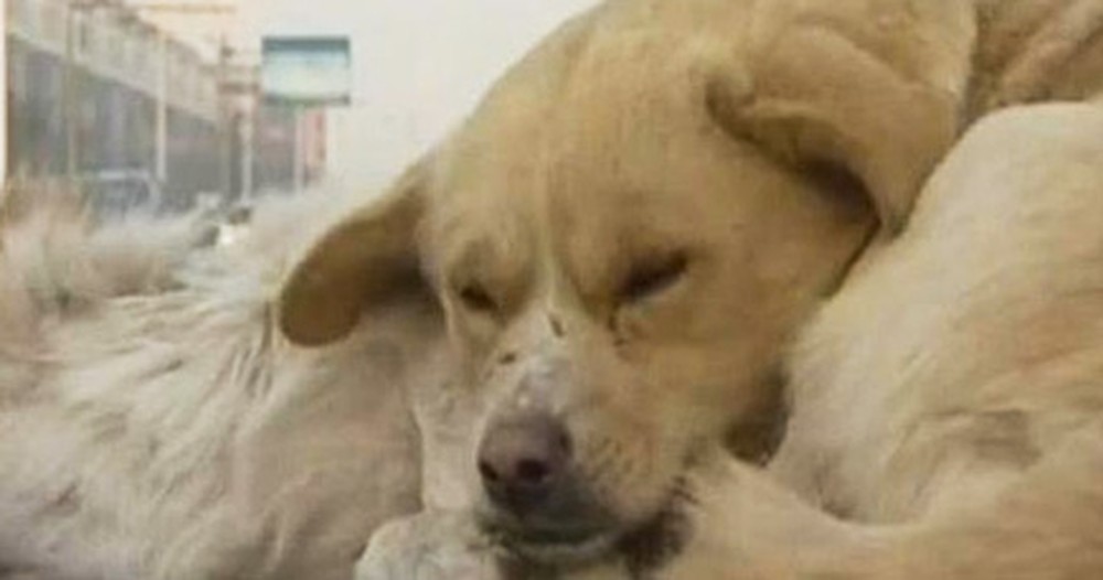 Dog Shows His Fallen Companion Kindness That Will Melt Your Heart