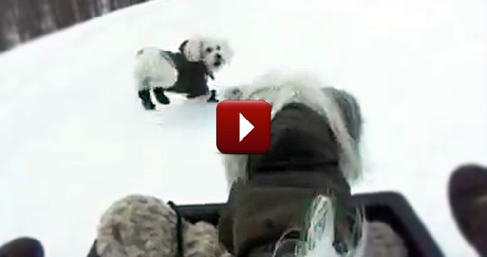 Sled Riding Puppies Will Put a Smile on Your Face
