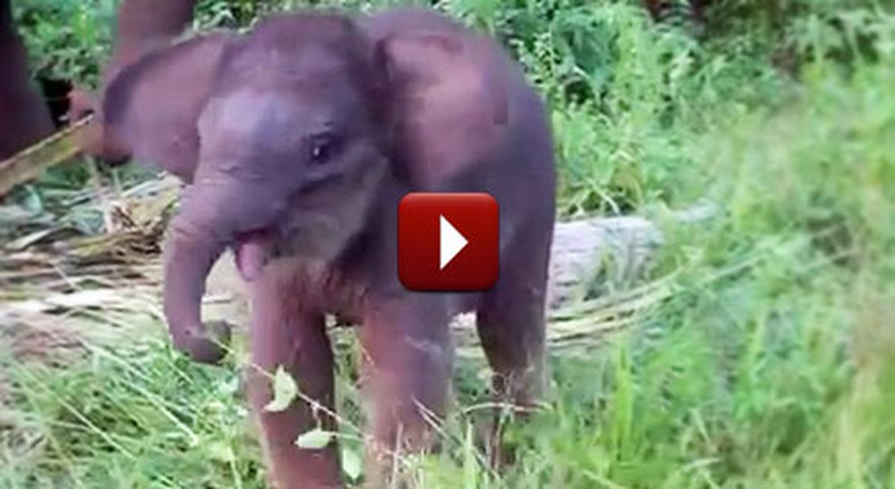 The Tiniest and Sweetest Elephant Learns to Use Her Trunk