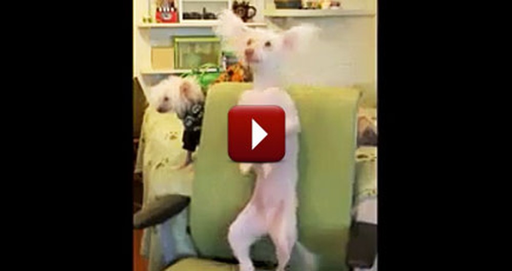 Silly Dog Has a Backscratching Dance Party