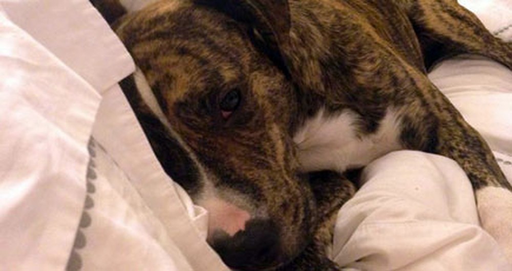 Missing Dog Reminds Us to be Thankful for the Kindness of Strangers
