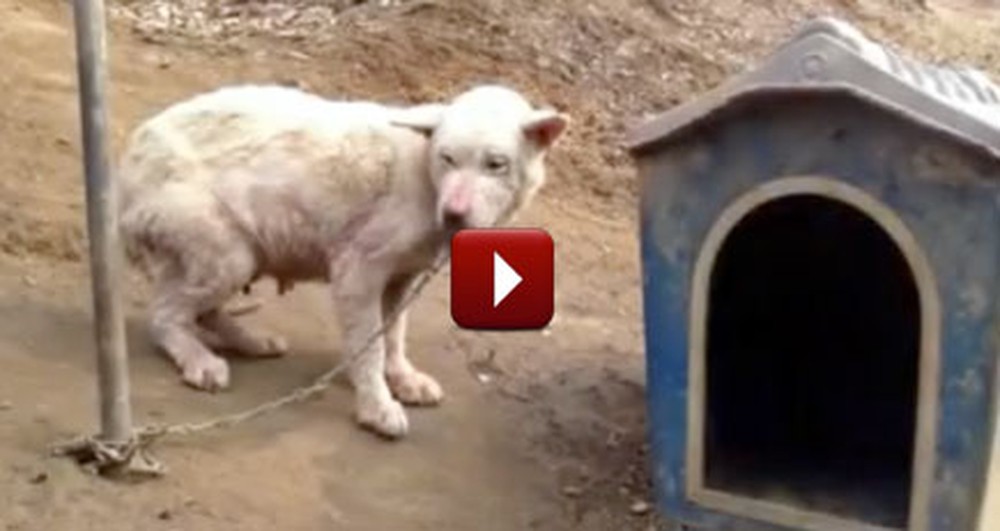 This Dog Was Abused and Her Puppies Killed - But a Famous Actress Saved Her