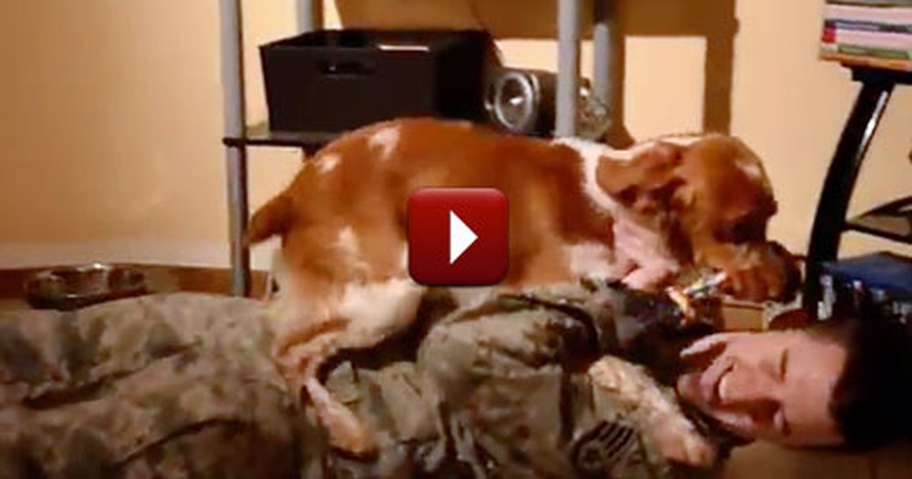 This Reunion is Exactly Why They Call Dogs Man's Best Friend
