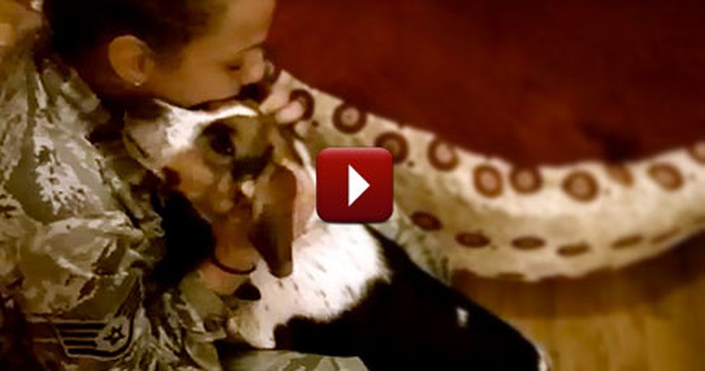 Beagle Cries When Mommy Comes Home From Overseas