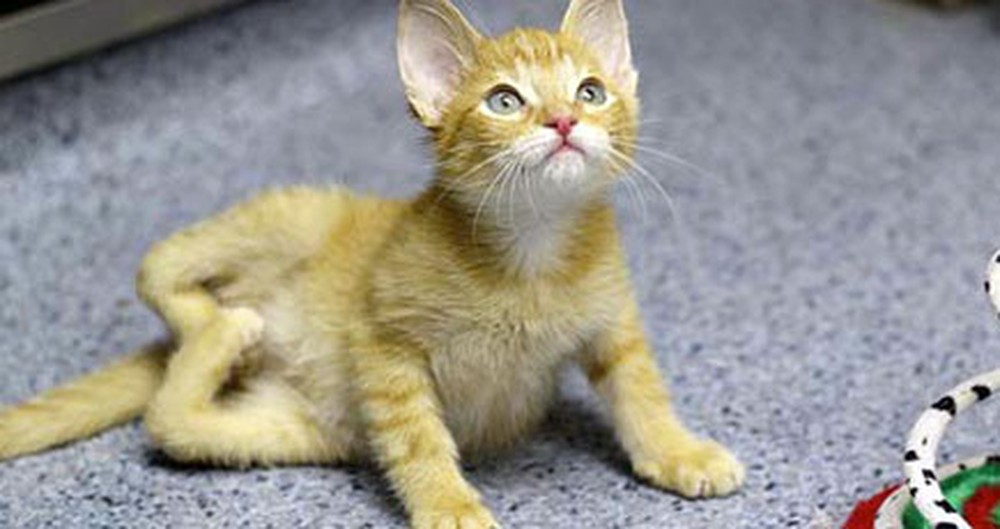 A Kitten Born With Backwards Legs Finds Hope in the Kindness of Strangers