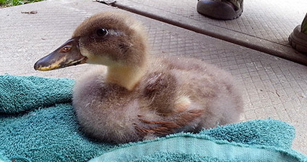 A Duckling Lost His Leg in an Attack, But His Human Friends Helped Him Out