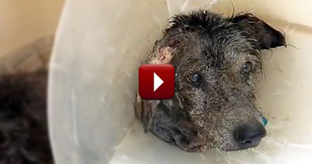 A Dog at Death's Doorstep Makes a Recovery Unlike Any We Have Seen Before