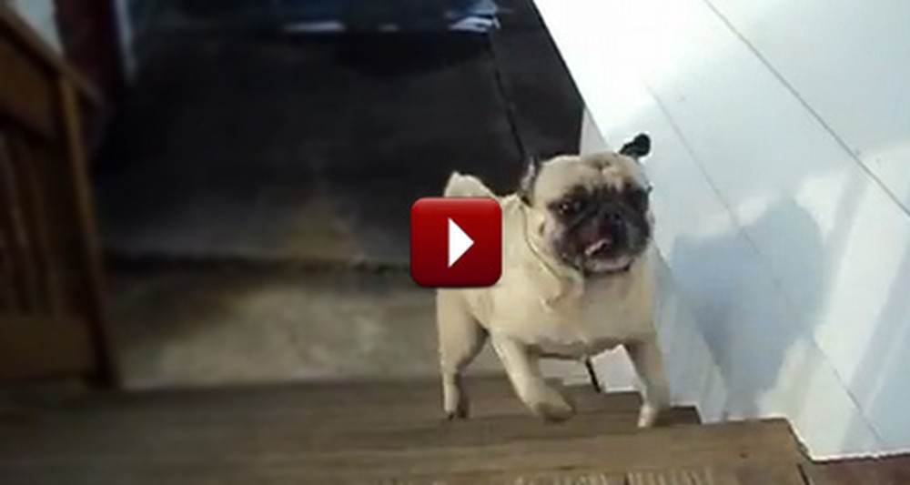 Adorable Pug Has a Funny Way of Taking the Stairs